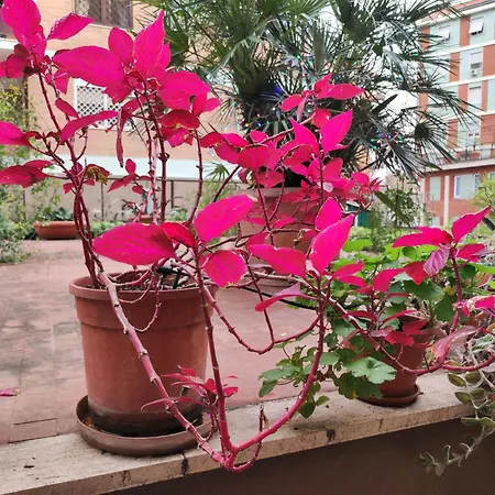 Appartamento Terrazza Di Ernesto